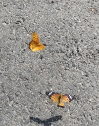 　　　民家周辺の蝶