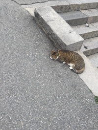 善光寺に住む猫
