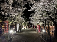 夜の眞田神社と夜桜