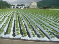 菅平高原・高原野菜の畑