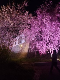 寺下駅の夜桜