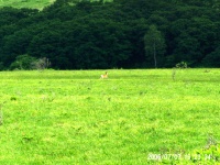 八島ヶ原湿原の鹿