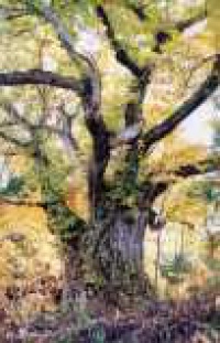 「大井沢の大栗」