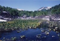 湿地を彩るエゾのリュウキンカとミズバショウ