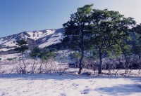 残雪とブナ林④