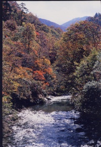 紅葉の中を流れる寒河江川