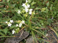 色変りの高山植物の花