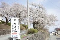 月山酒蔵資料館の桜