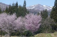 岩根沢の桜と残雪