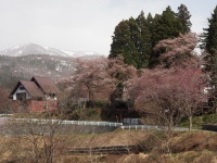 岩松寺の桜