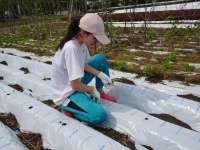 ポップ（ポップコーン）の苗植え