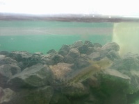 動植物守り隊Vol4~学校の周りで動物探し