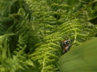 菅平動物図鑑Version１虫編