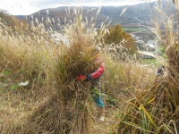 kayakari   in  TAROUGERENNDE