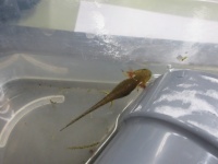 クロサンショウウオ成長記録①