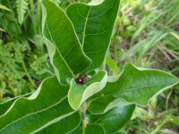 菅平動植物図鑑　植物偏　フナバラソウ