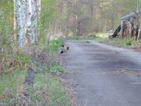 菅平動植物図鑑