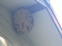 菅平動植物図鑑