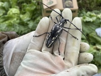 菅平動植物守り隊