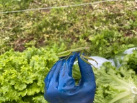 菅平動植物図鑑