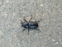 菅平動植物守り隊