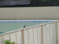 菅平動植物図鑑