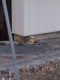 菅平動植物図鑑