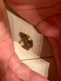 菅平動植物図鑑