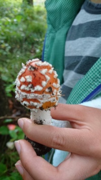 菅平動植物図鑑