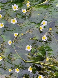 菅平動植物図鑑