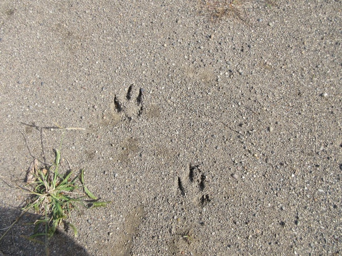 菅平動植物守り隊　〜未知の生物発見！？〜