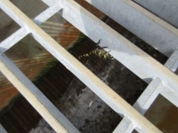 菅平動植物守り隊Part17