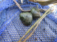 菅平動植物図鑑