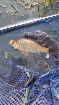 菅平動植物図鑑