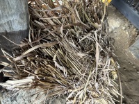 昨年刈ったカヤはどう役立っているか