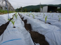 ｛すがだいら広報部｝ポップ苗植え