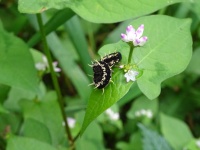 外来植物除去、