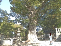 須坂CG百景「芝宮境内 大樹」