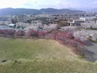 上田城の桜