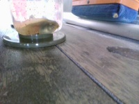 オタマジャクシ