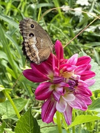 花いっぱいの会作業日