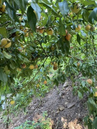 花いっぱいの会特別作業