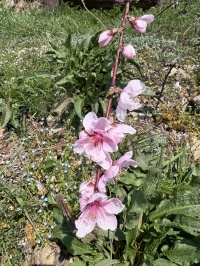 花桃　　2025/4/8