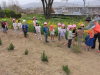 保育園児童の/菜の花摘み
