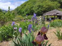ジャーマンアイリスが咲きました