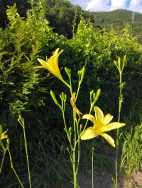 ゆうすげの花が咲きました