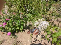 アサギマダラが飛来しました