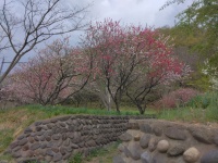 ゆうすげの里はハナモモが満開