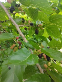 桑の実が味わえまあす