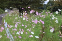 【生塚】20251004 花いっぱいの会 コスモス散歩道